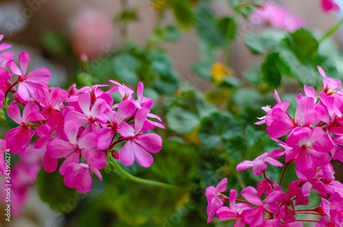 Geranium pink flowers are on the windowsill. Naturai Background. photo