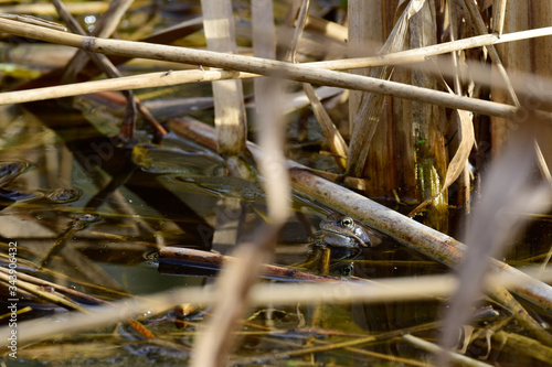 lake frog spawning