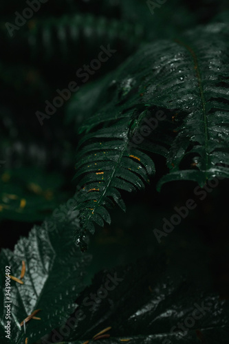 Wet ferns in the forest 