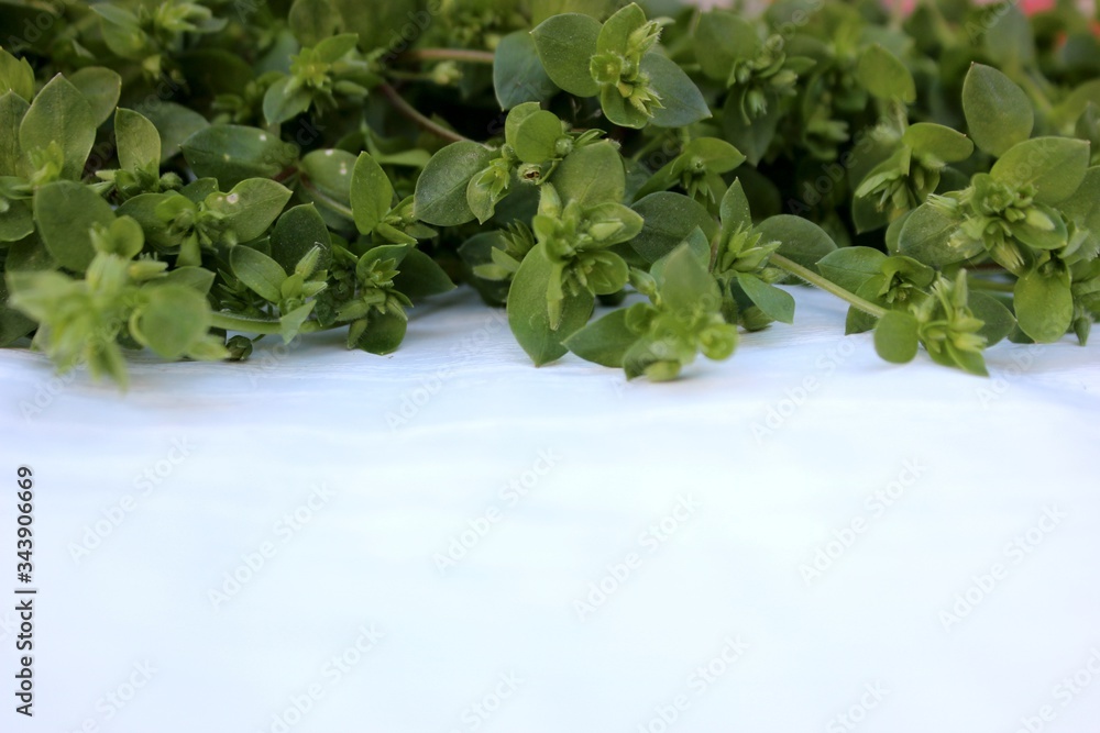 Green grass isolated on white. Fresh grass laid out in a line at the top on a white background. Frame from plants with place for text. mixture of fresh herbs on a white wooden background, top view