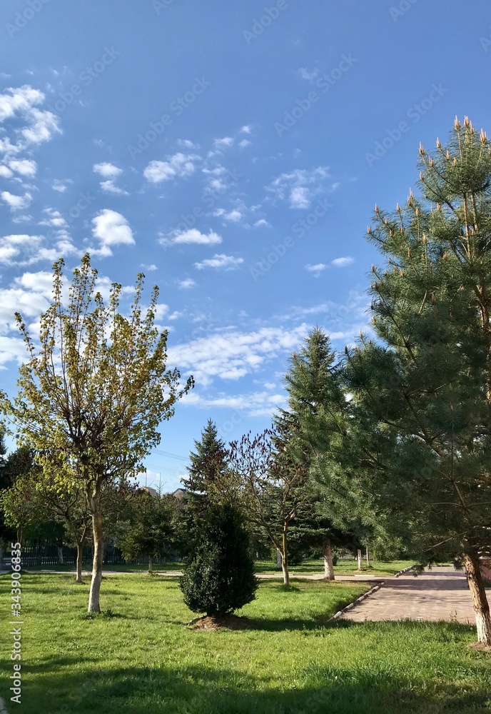 Obraz premium trees in the park