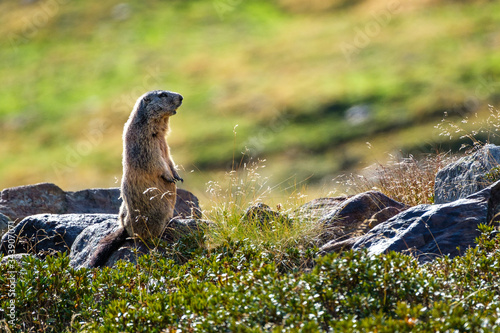 Marmotta al Parco Nazionale dello Stelvio