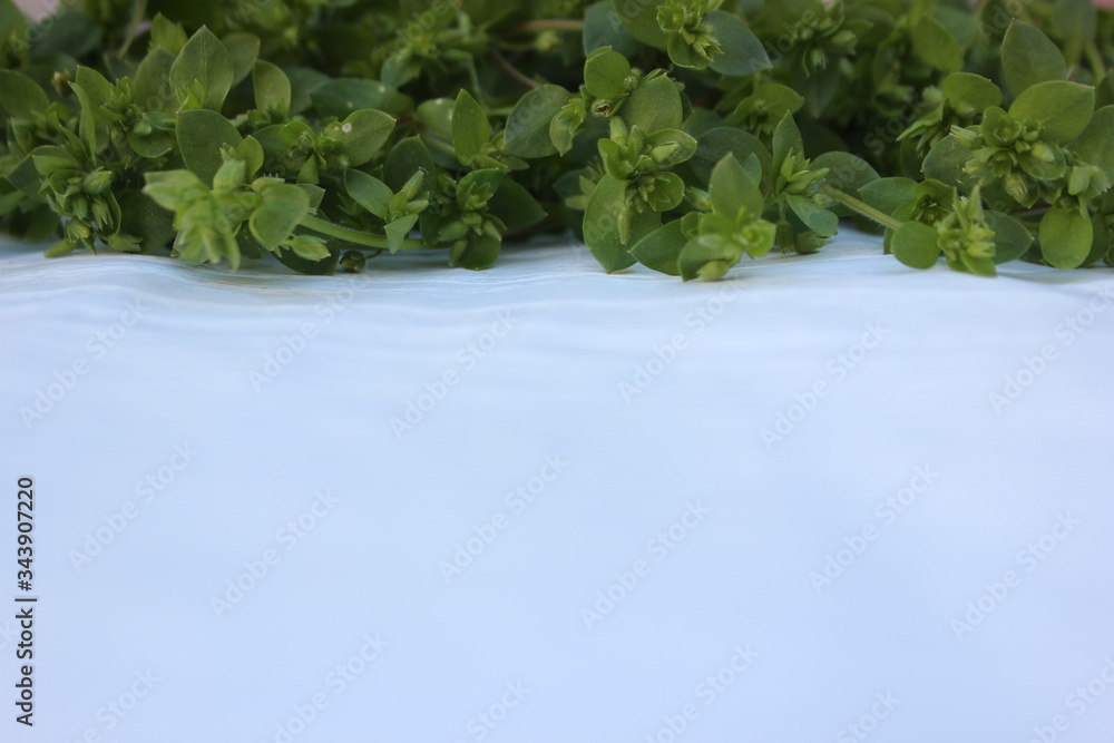 Green grass isolated on white. Fresh grass laid out in a line at the top on a white background. Frame from plants with place for text. mixture of fresh herbs on a white wooden background, top view