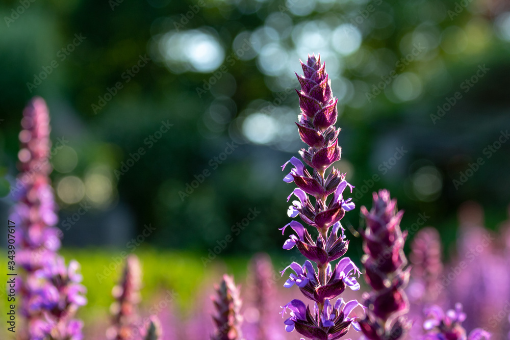 Close up of purple flowering Sage (Salvia officinalis) against green background, selective focus Close up of purple flowering Sage (Salvia officinalis) against green background, selective focus