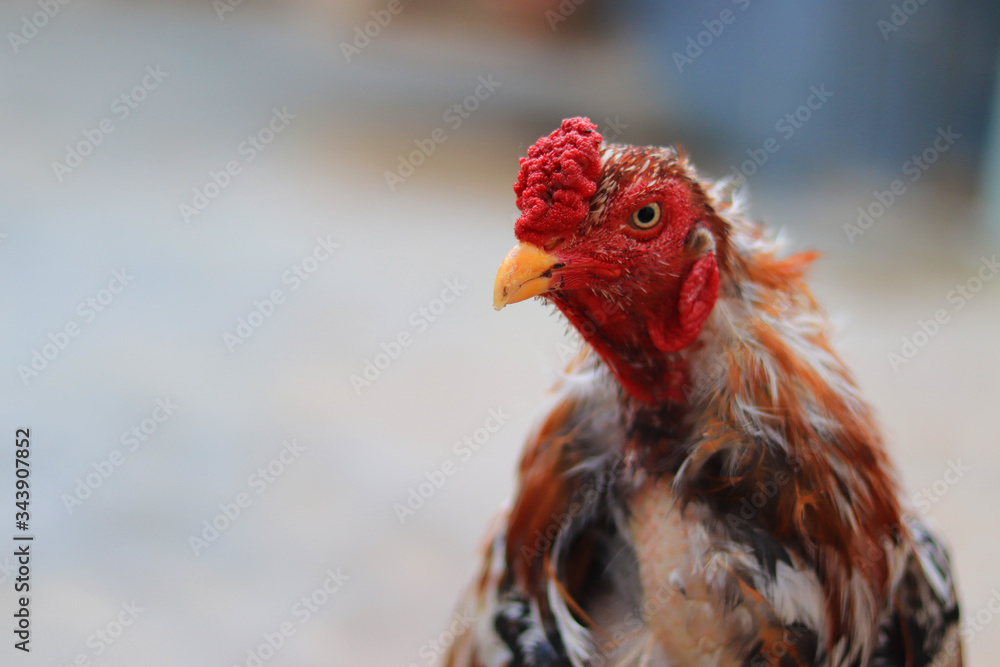 A close-up of a rooster's head and neck