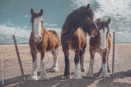 Fototapeta Naklejka Na Ścianę i Meble -  Horses on the Prairie in Spring 