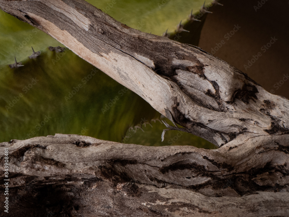 agave agave