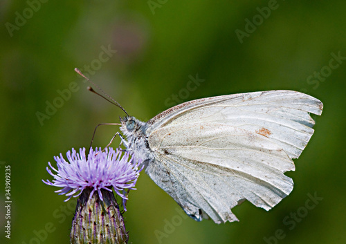 motyl pijący nektar zbliżenie