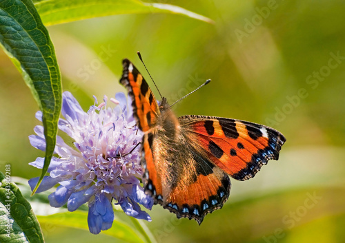 motyl na kwiecie ostu zbliżenie © Robert Borek