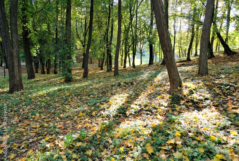 autumn in the park with yellow and green leaves.
