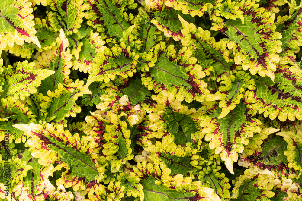 Green leaf square frame. Yellow leaves pattern background or the natural walls texture. Green leaf square frame. Yellow leaves pattern background or the natural walls texture.