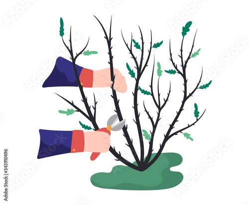 Cutting bush in kitchen garden and kaleyard concept and vector illustration on white background. Gardener work on shrub, remove excess leave. Farmer pruning crop, male characters. Flat style.