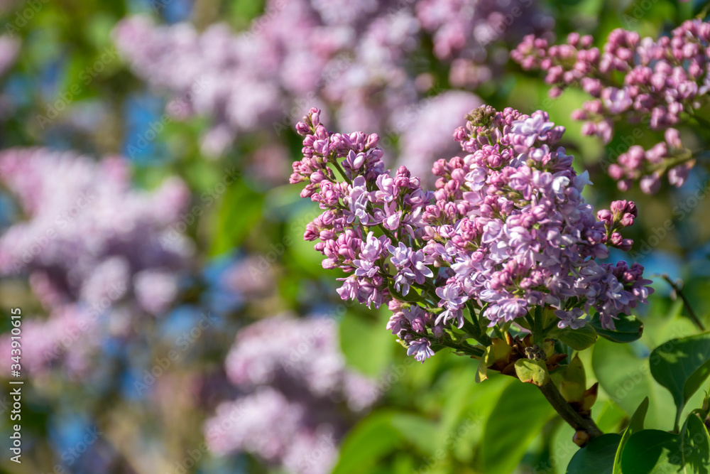 violet lilac and blue sky in the spring violet lilac and blue sky in the spring