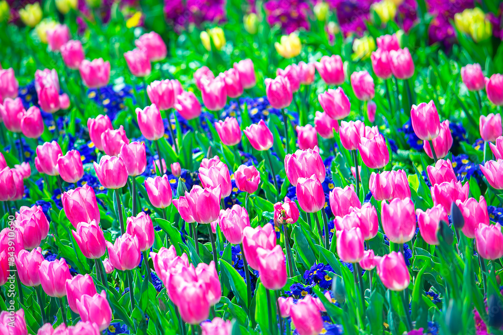 Garden full of vibrant pink tulips and colorful flowers