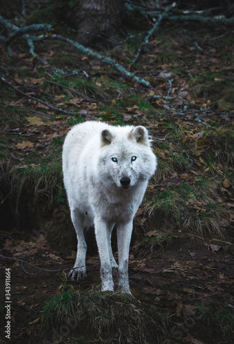 White blind wolf in the woods 