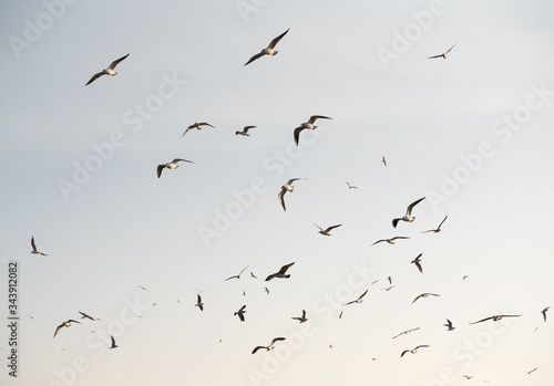 Flock of seagulls on sky background