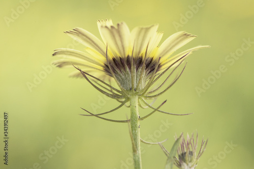 Tolpis barbata European umbrella milkwort lovely yellow wild flower with dark purple center