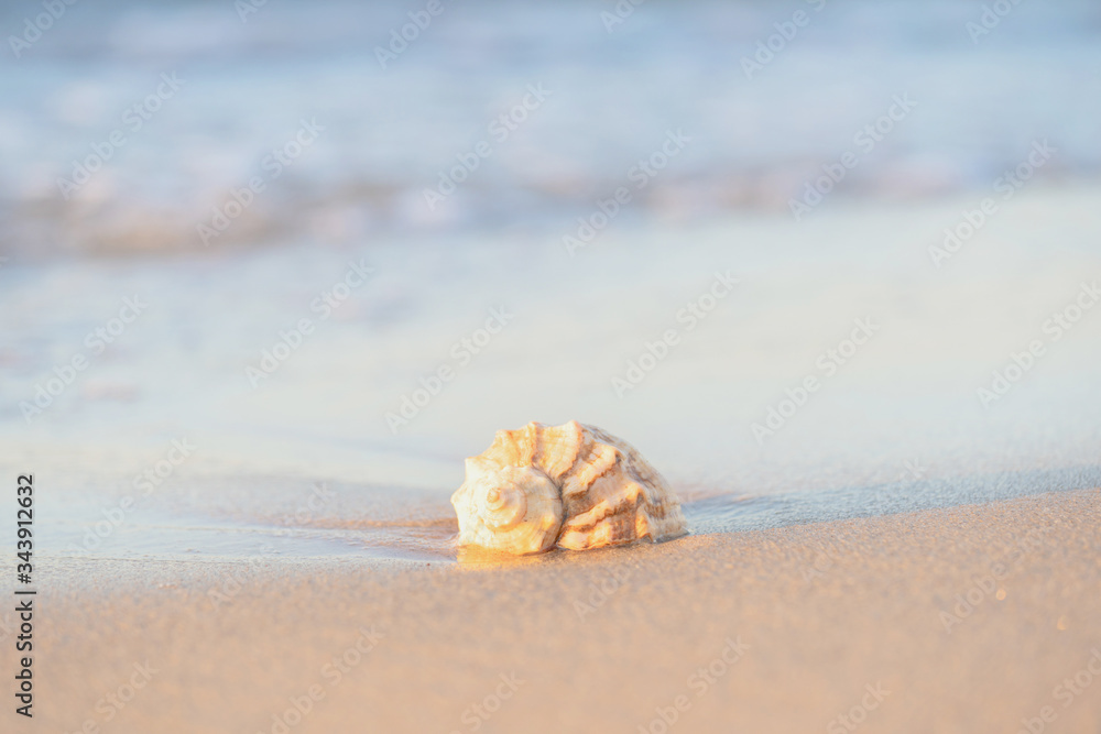 beautiful shell lies on the beach, next to the azure water of the sea beautiful shell lies on the beach, next to the azure water of the sea