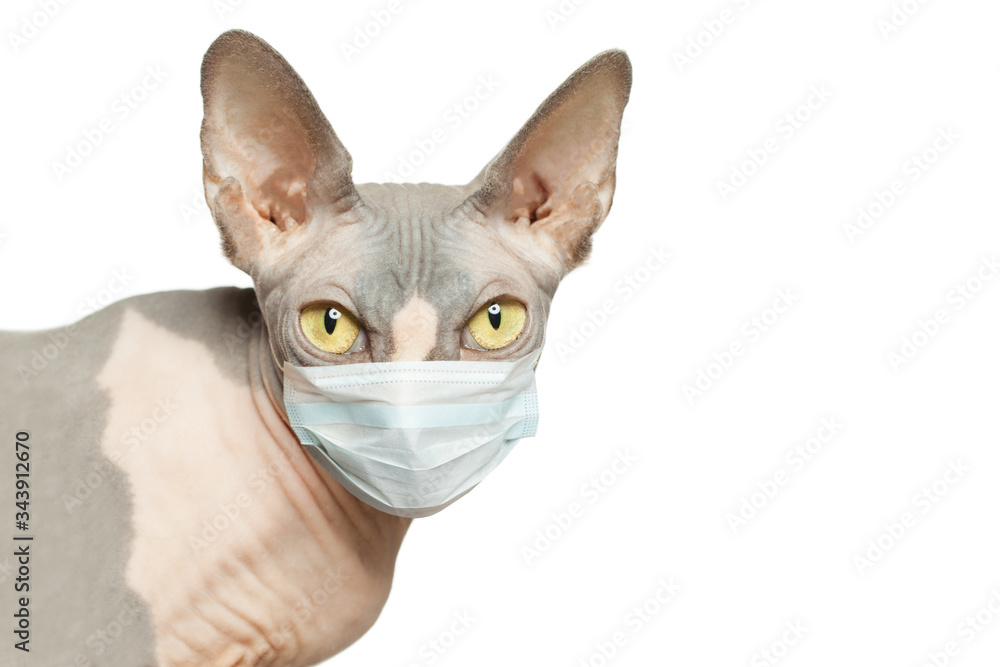 Hairless cat in medical face mask isolated on white background Hairless cat in medical face mask isolated on white background