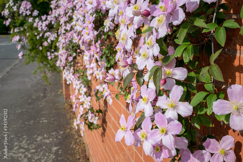 Brick wall with Pink Clematis