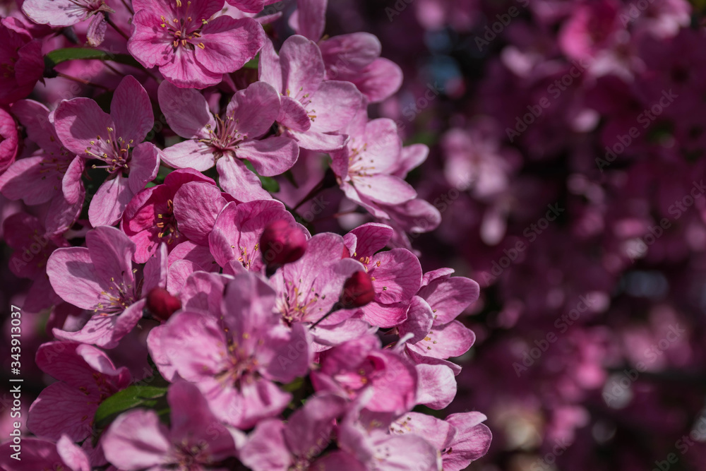 Many dark pink Sakura flowers Many dark pink Sakura flowers