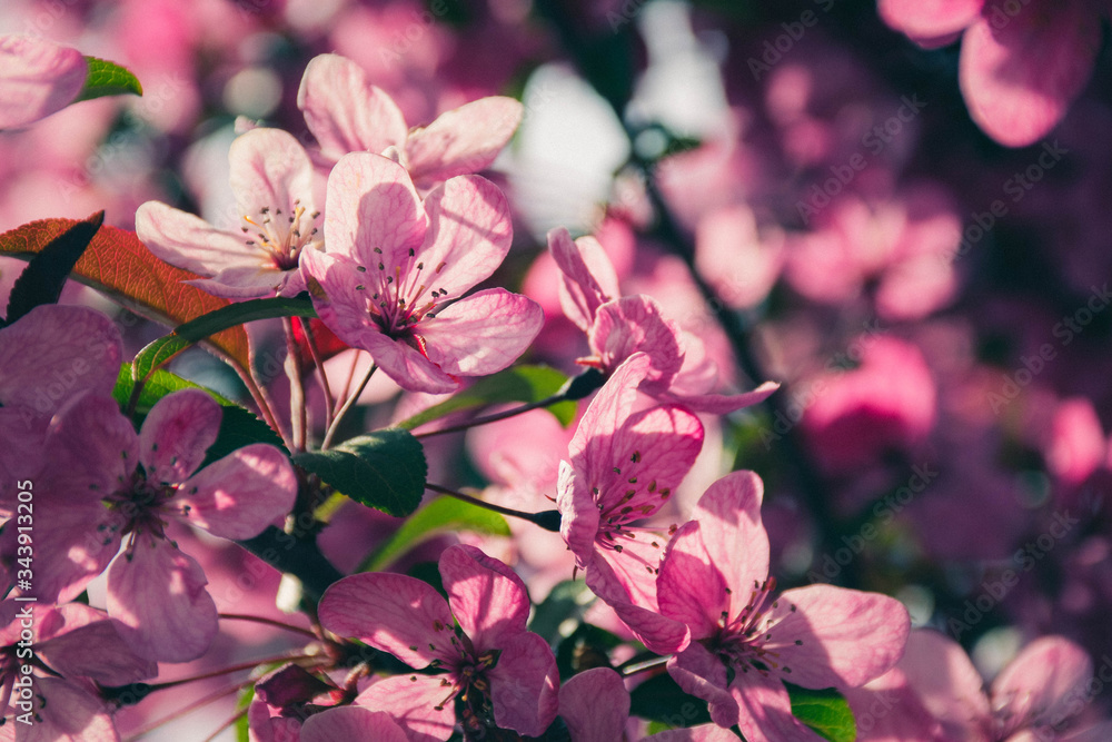 Sunligjt through the sakura(cherry) flowers