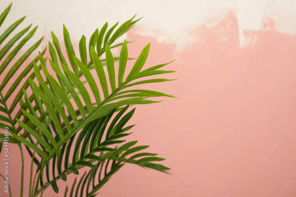 Palm leaves on wall background Palm leaves on wall background