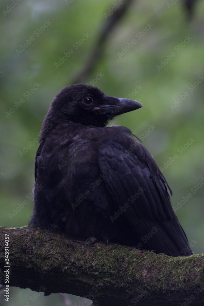 Naklejka premium Dark crow resting on a branch
