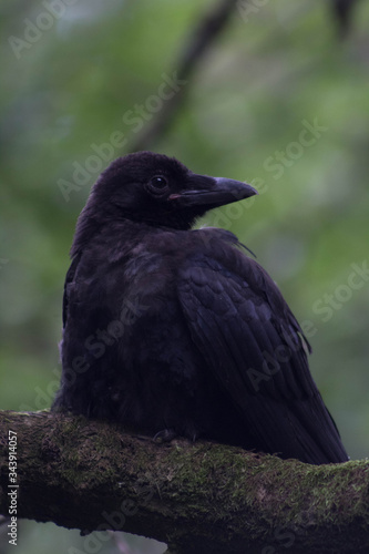 Dark crow resting on a branch