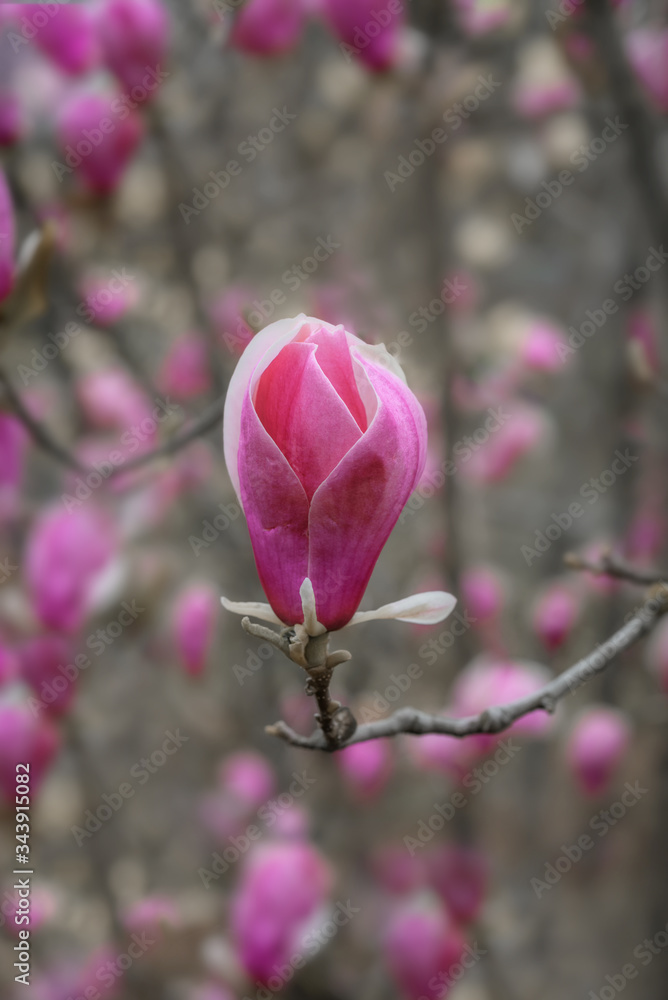 Fototapeta premium Magnolia tree blossom in springtime. Beautiful spring background. Magnolia flowers closeup on a branch. Beautiful blooming tree of pink magnolia, closeup of flourishing branch, symbol of spring. Flora