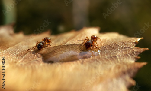 Two red ants drink water from a raindrop, sitting on a yellow leaf from a tree.macrophotography