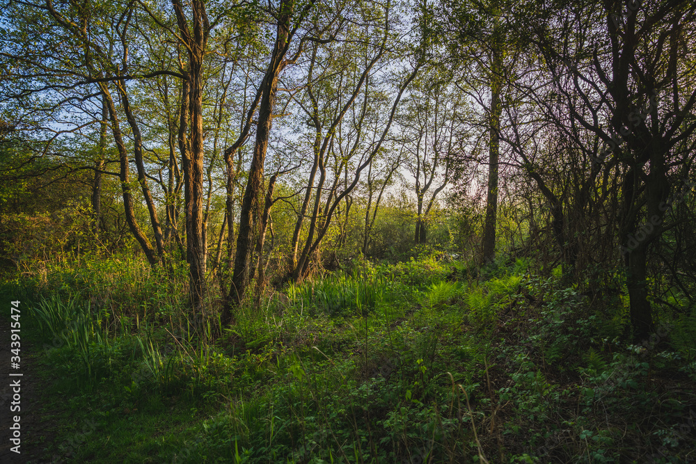 Magical enchanted primeval forest with golden sun rays beams casting through oak trees during springtime, Quakjeswater, Rockanje, The Netherlands Magical enchanted primeval forest with golden sun rays beams casting through oak trees during springtime, Quakjeswater, Rockanje, The Netherlands