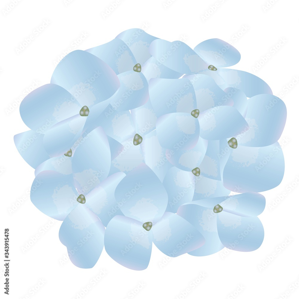 淡い水色の紫陽花stock Vector Adobe Stock