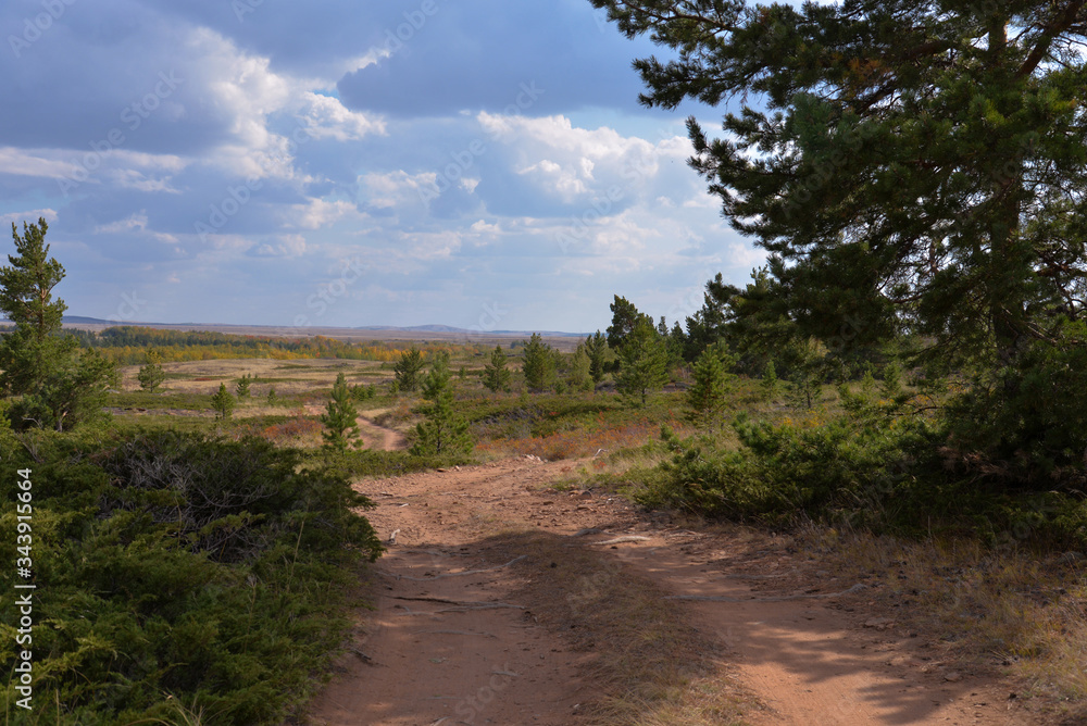 Country summer road in a pine forest over a plain.Beautiful view. Country summer road in a pine forest over a plain.Beautiful view.
