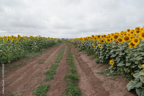 Country road in a field of sunflowers, cloudy day.