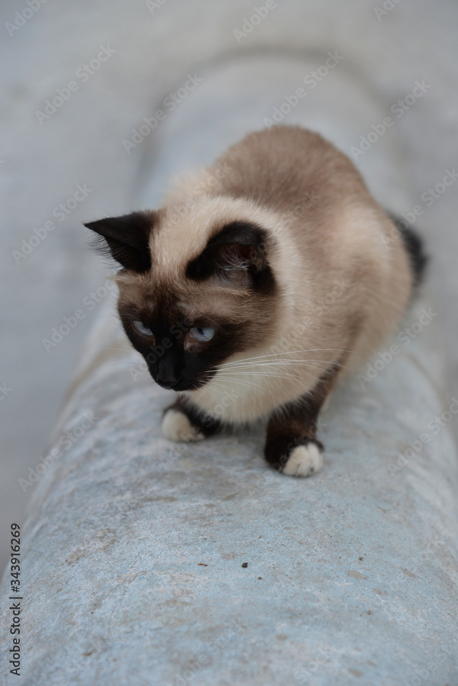 Small Siamese cat with blue eyes looks somewhere. Small Siamese cat with blue eyes looks somewhere.