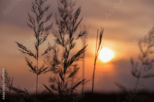 Silhouettes of beautiful decorative grass on a sunset background