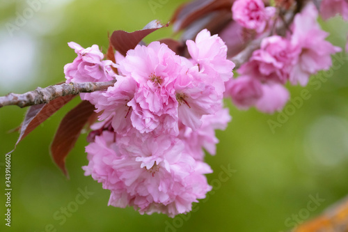 Quadro su tela Beautiful close up of double cherry blossoms (prunus serrulata 'Kanzan')