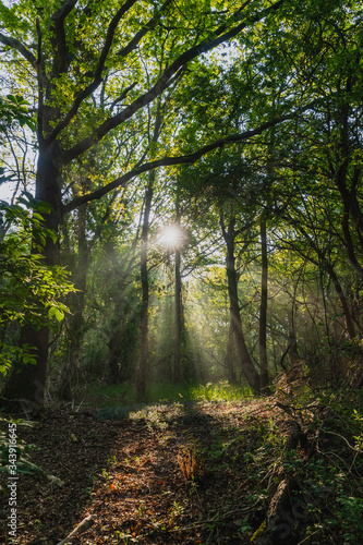 Fototapeta Naklejka Na Ścianę i Meble -  Magical enchanted primeval forest with golden sun rays beams casting through oak trees during springtime, Quakjeswater, Rockanje, The Netherlands