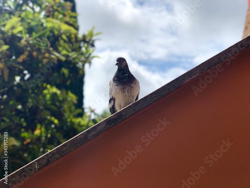 Columbidae Pigeons sitting on home wall