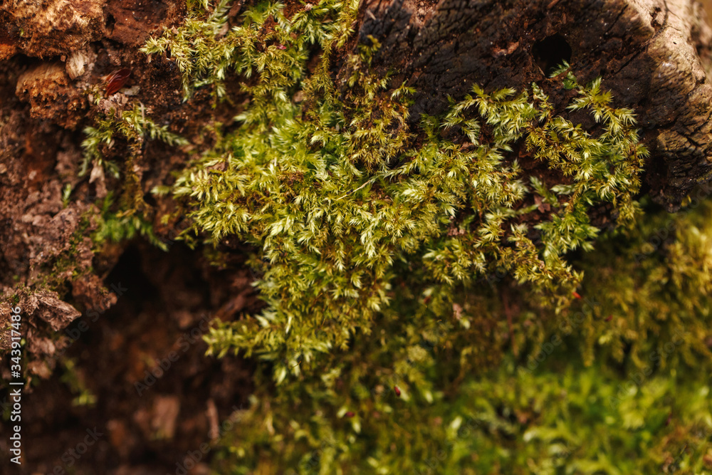 Closeup macro of beautiful green moss on old tree log. World Earth Day. Natural forest plant texture background. Micro green grass on a tree. Save the planet nature environment concept.