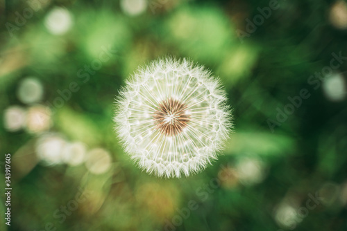 A beautiful Dandelion flower