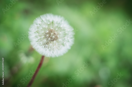 A beautiful Dandelion flower