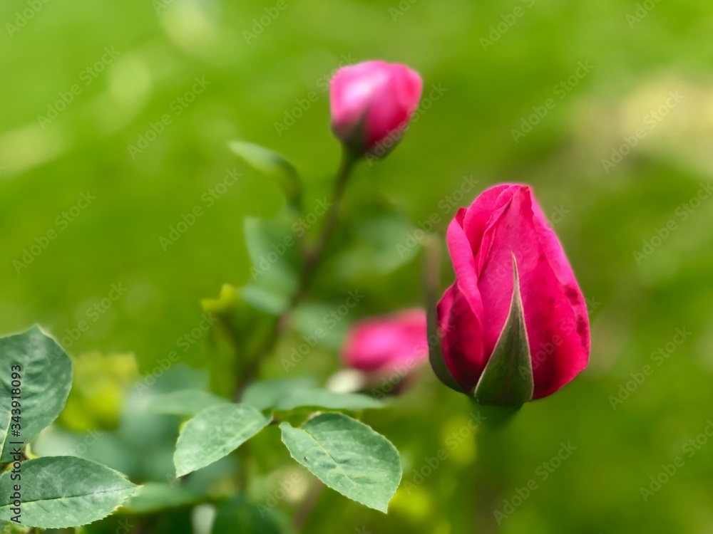 Red rose bud opening. Rose flower before full blossom