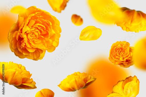 Creative floral composition with yellow tulips. Flying tulip flowers and petals on light gray background copy space. Spring blossom concept  nature layout  greeting card for 8 March  Valentine s day