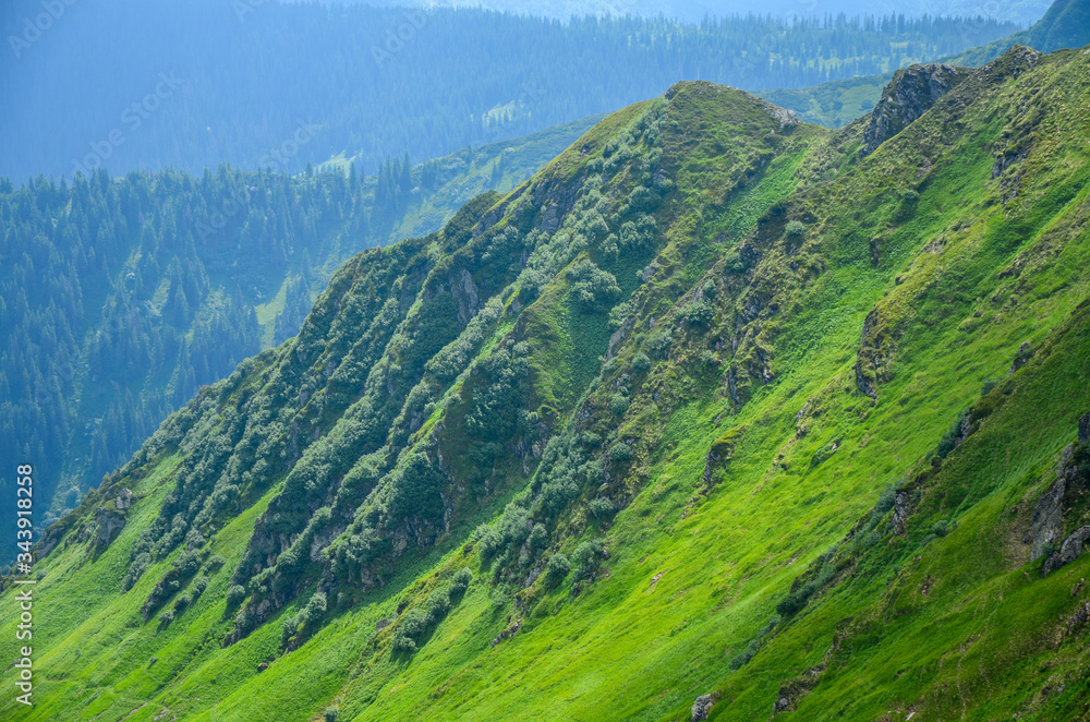 Rocky ridge with grey rocks among the green alpine meadows covered with small alpine spruce. Marmarosy, Carpathian Mountains Ukraine.