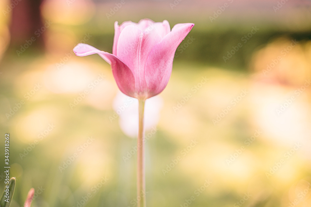 Fototapeta premium A beautiful pink tulip flower