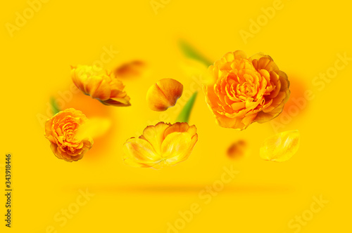 Creative floral composition with yellow tulips. Flying tulip flowers and petals on yellow background copy space. Spring blossom concept  nature layout  greeting card for 8 March  Valentine s day