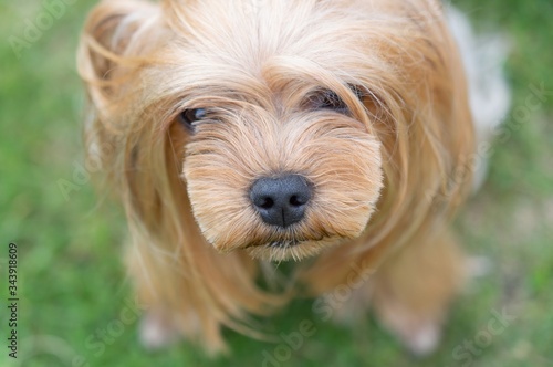 Dog Yorkshire Terrier Close-up