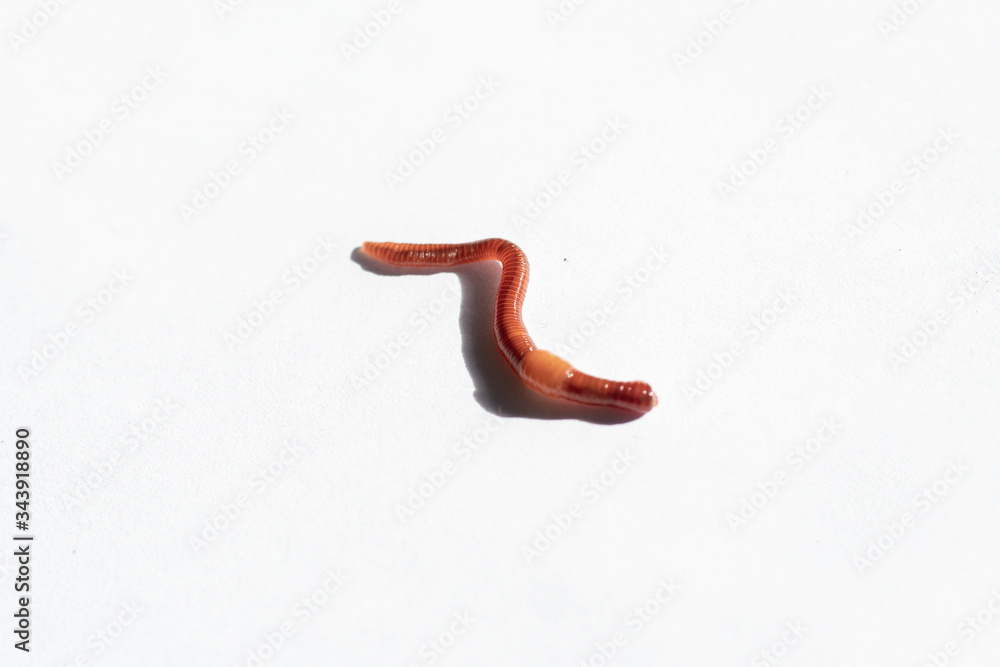 Macro photo of the red worm Dendrobena, bait using an earthworm for fishing isolated on a white background.
Macro photo of the red worm Dendrobena, bait using an earthworm for fishing isolated on a white background.